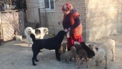 Баъди ихроҷи сагҳо, соҳибашон дилсард шуда, мехоҳад, тарки Тоҷикистон кунад Баъди ихроҷи сагҳо, соҳибашон дилсард шуда, мехоҳад, тарки Тоҷикистон кунад