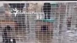 Приют "Открой свое сердце" во время наводнения, Приморье.mp4 Приют "Открой свое сердце" во время наводнения, Приморье.mp4