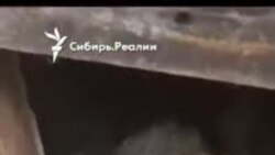 Приют "Открой свое сердце" во время наводнения, Приморье.mp4 Приют "Открой свое сердце" во время наводнения, Приморье.mp4