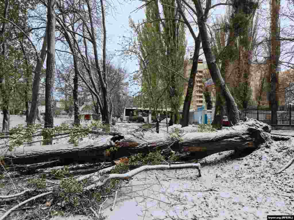 Огромный тополь рухнул у Троллейбусного парка, повредив линию электропередач, из-за чего троллейбусы долго не могли заехать в парк, образовав длинный затор  на улице Киевской