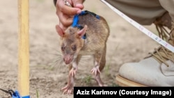 Azerbaijan -- African giant-pouched rats sniff for landmines in Azerbaijan.