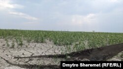 Каховське водосховище висохло та заросло травою, серпень 2023 року