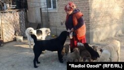 Гулсина мегӯяд, Худо ризқи сагҳоро бо дасти ӯ додааст.