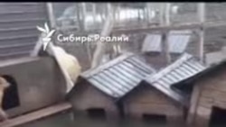 Приют "Открой свое сердце" во время наводнения, Приморье.mp4 Приют "Открой свое сердце" во время наводнения, Приморье.mp4