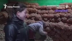 Посевной сезон в Калининграде  Посевной сезон в Калининграде