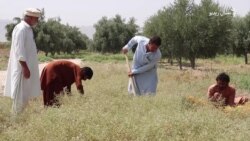 بلوچستان کې د شین ګلي په نوم بوټي کروندګر اغېزمن کړي
 بلوچستان کې د شین ګلي په نوم بوټي کروندګر اغېزمن کړي