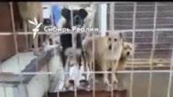 Приют "Открой свое сердце" во время наводнения, Приморье.mp4 Приют "Открой свое сердце" во время наводнения, Приморье.mp4