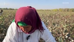 Дар Хатлон ҳосили пахта зиёд шудааст, аммо нархаш не
 Дар Хатлон ҳосили пахта зиёд шудааст, аммо нархаш не