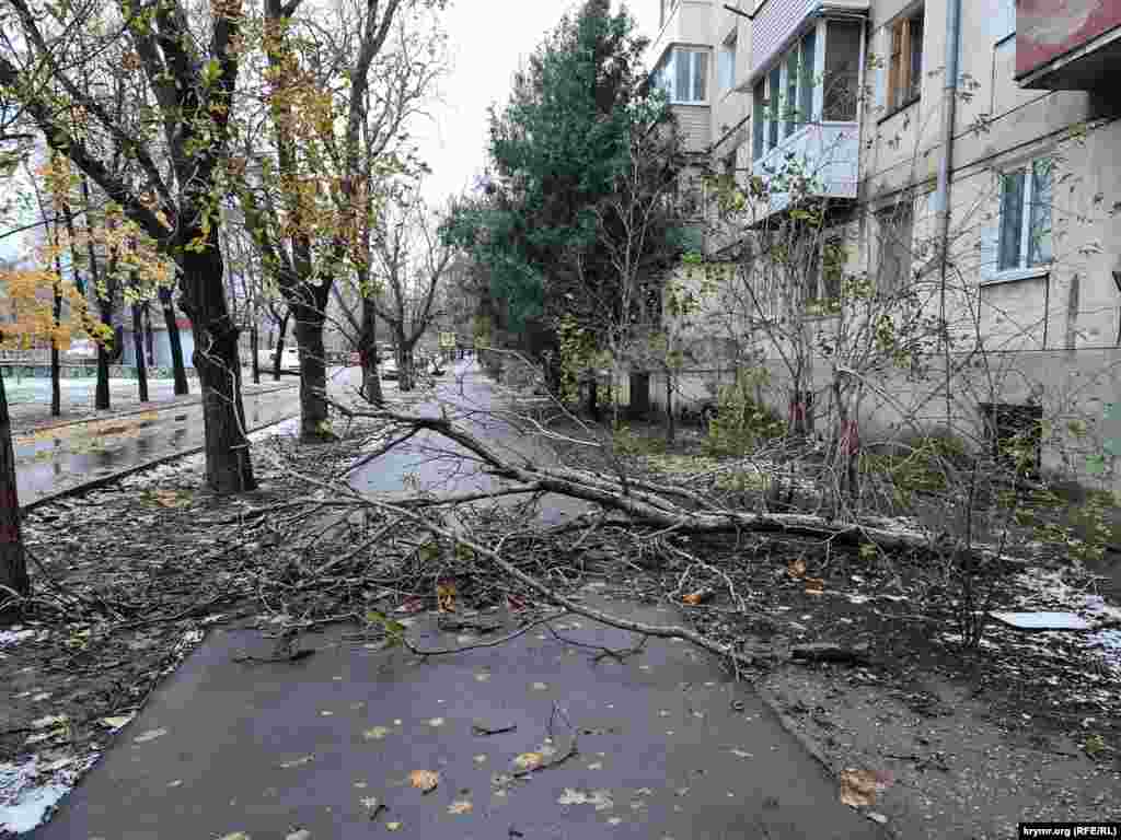 Упавшее на тротуар дерево по улице Киевской
