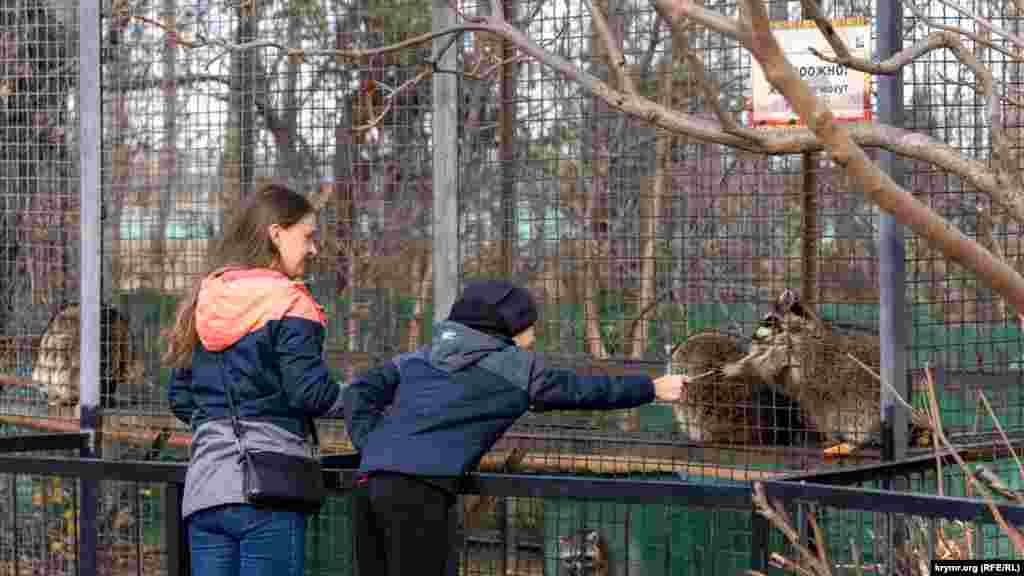 Дети угощают енотов-полоскунов. Есть ли в этой компании зверей «спасенные» из Херсона, на вольере специально не указано