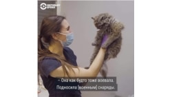 "Ну что, рыжая, поедешь в новый дом?" Как в Киевской области спасают котов и собак, потерявших хозяев из-за войны "Ну что, рыжая, поедешь в новый дом?" Как в Киевской области спасают котов и собак, потерявших хозяев из-за войны