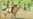 Turkmen Leader Takes Fall In Horse Race