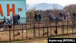 Парк львов «Тайган» в Крыму, архивное фото