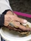 Afghan Man 'Milks' Scorpions For World's Most Expensive Liquid  Afghan Man 'Milks' Scorpions For World's Most Expensive Liquid