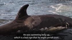 Imprisoned Baby Whales Bound For China, Claim Russian Activists Imprisoned Baby Whales Bound For China, Claim Russian Activists