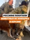Спас или украл? Как Зубков вывез енотов из Херсона Спас или украл? Как Зубков вывез енотов из Херсона