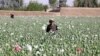Afghan farmers in Kandahar Province harvest opium poppies at a plantation on April 3.