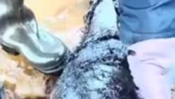 Погибший в нефтяном пятне дельфин.MP4 Погибший в нефтяном пятне дельфин.MP4