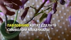 "Символом Махачкалы - павловнию". Но она там не растёт "Символом Махачкалы - павловнию". Но она там не растёт