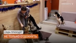 Первое в России кафе откуда можно забрать собаку Первое в России кафе откуда можно забрать собаку