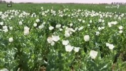 افغان کروندګر وايي کوکنار يې مالي ستونزې هوارولای شي افغان کروندګر وايي کوکنار يې مالي ستونزې هوارولای شي