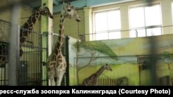 Новорожденный жираф в зоопарке Калининграда