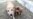 A Rare Entity In Turkmenistan: Private Shelter Saves Stray Dogs