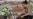Beslan Mothers Criticize Putin, Blame Kremlin