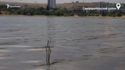 Симферопольское водохранилище. Крымский оазис во время засухи (видео) Симферопольское водохранилище. Крымский оазис во время засухи (видео)