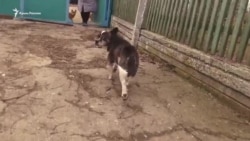Свято без подарунків сина. 8 березня в будинку Наталі Балух (відео) Свято без подарунків сина. 8 березня в будинку Наталі Балух (відео)