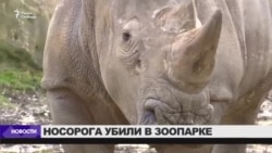 Редкого белого носорога убили в зоопарке Редкого белого носорога убили в зоопарке