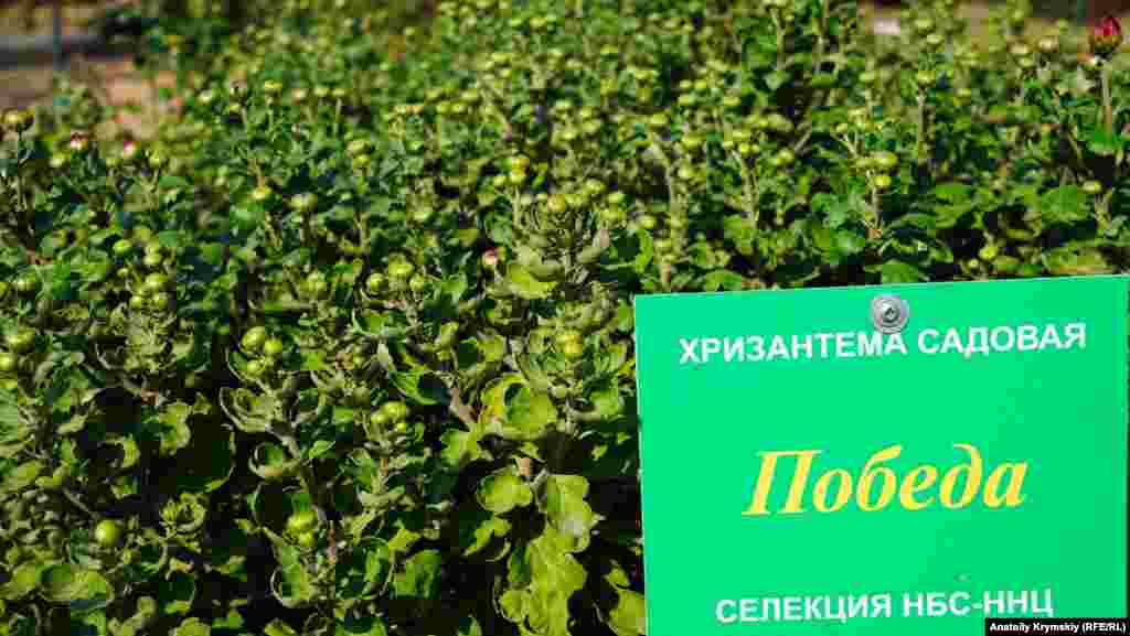 «Победа» еще в стадии бутона