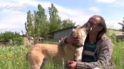 «С первого взгляда я решил: какая геройская собака!» (видео) «С первого взгляда я решил: какая геройская собака!» (видео)