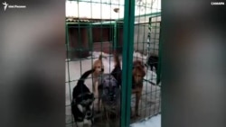 Самарцы ежемесячно выбрасывают более 300 собак и кошек Самарцы ежемесячно выбрасывают более 300 собак и кошек