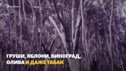 Вода в Крыму: каким был Крым до и после строительства Северо-Крымского канала (видео) Вода в Крыму: каким был Крым до и после строительства Северо-Крымского канала (видео)