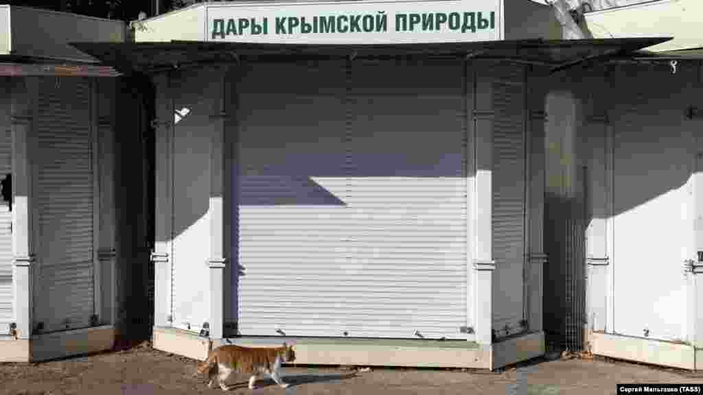 Местный кот в свою очередь выбрал дорогу к «Дарам крымской природы»