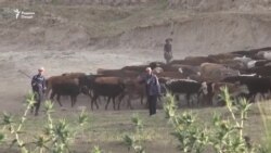 "Файзу баракат парид". Тасвири чӯпон аз ҳоли чарогоҳҳо дар Тоҷикистон "Файзу баракат парид". Тасвири чӯпон аз ҳоли чарогоҳҳо дар Тоҷикистон