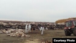 Во время борьбы с эпидемией в регионе уничтожено 24 400 свиней