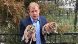 Алтай и Тайган: новорожденные тигрята в парке Олега Зубкова (видео) Алтай и Тайган: новорожденные тигрята в парке Олега Зубкова (видео)