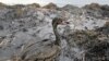 Oil Spill Highlights Tragic Environmental Legacy
