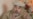 Afghanistan: First War-Crimes Trial In 25 Years Begins