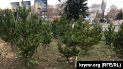 Точка продажи новогодних елей в Симферополе, 15 декабря 2019 года