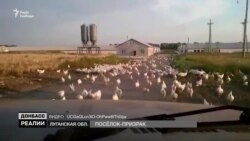 Хроники «серой зоны». Как боевики мародерствуют на Донбассе (видео) Хроники «серой зоны». Как боевики мародерствуют на Донбассе (видео)