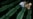 Serbian Lawmakers Condemn Srebrenica Massacre