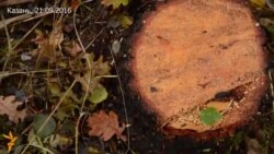 Пока Минниханов выступал со своим посланием, Казань лишилась еще одной рощи Пока Минниханов выступал со своим посланием, Казань лишилась еще одной рощи