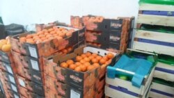 Россиялъ гьукъаниги, гIурхъи бахунеб буго турказул нигIматаз Россиялъ гьукъаниги, гIурхъи бахунеб буго турказул нигIматаз
