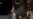 'Cat And Coup' Video Game Recalls Overthrow Of Popular Iranian Leader