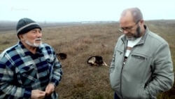 В селе возле Белогорска волки нападают на скот – местный житель В селе возле Белогорска волки нападают на скот – местный житель