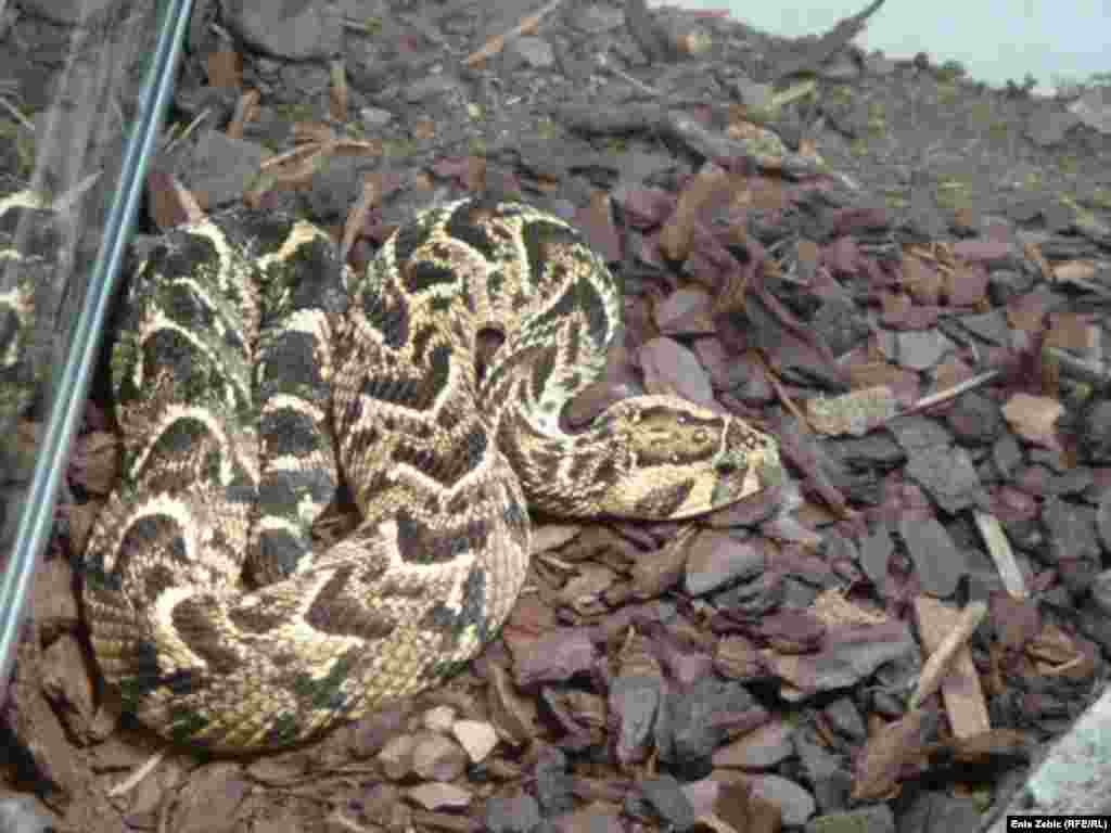 The collection of snakes includes some of the world's most poisonous.