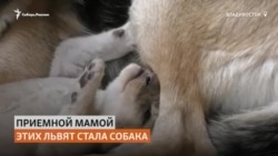 Во Владивостоке немецкая овчарка выкармливает африканских львят Во Владивостоке немецкая овчарка выкармливает африканских львят